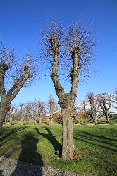 Fruehling   084.jpg